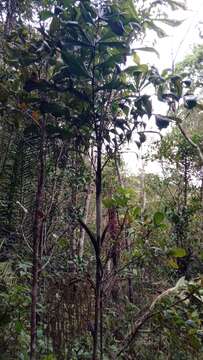 Sivun Dypsis nodifera Mart. kuva