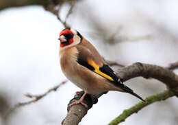 Image of European Goldfinch