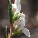 Image of Coleonema virgatum (Schltdl.) Eckl. & Zeyh.
