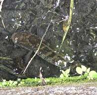 Image of Small snakehead