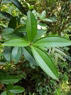 Plancia ëd Miconia longifolia (Aubl.) DC.