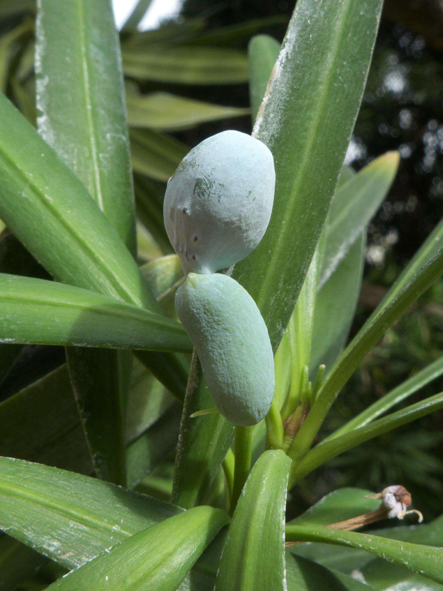 صورة Podocarpus neriifolius D. Don