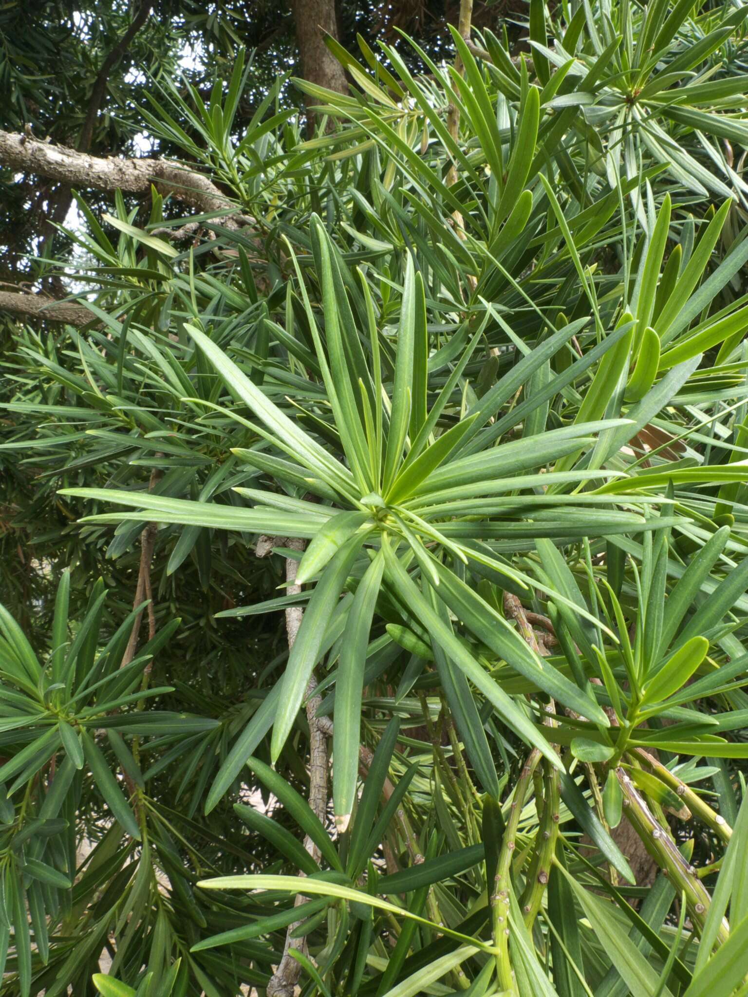 صورة Podocarpus neriifolius D. Don