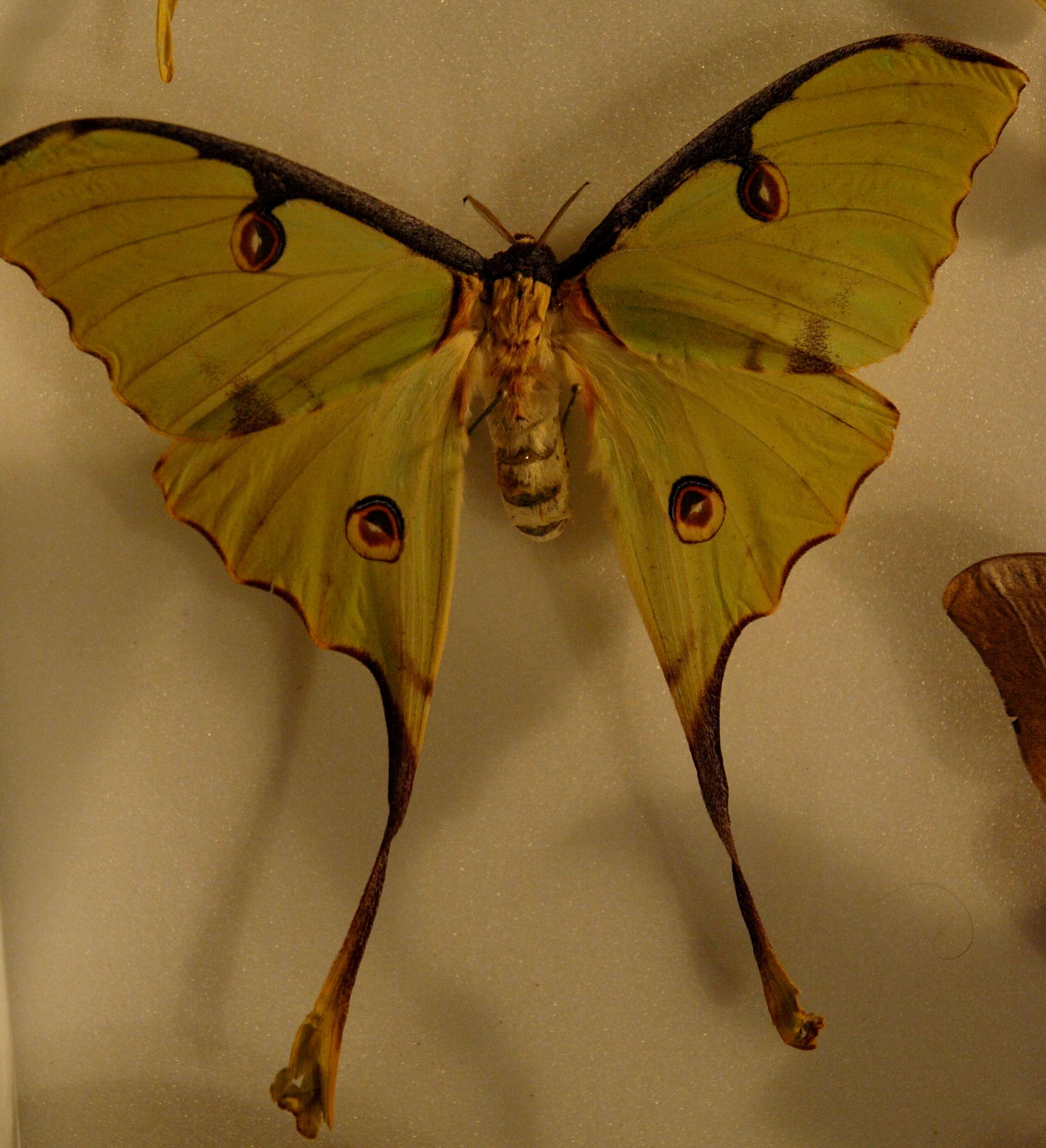 Image of African Luna moth