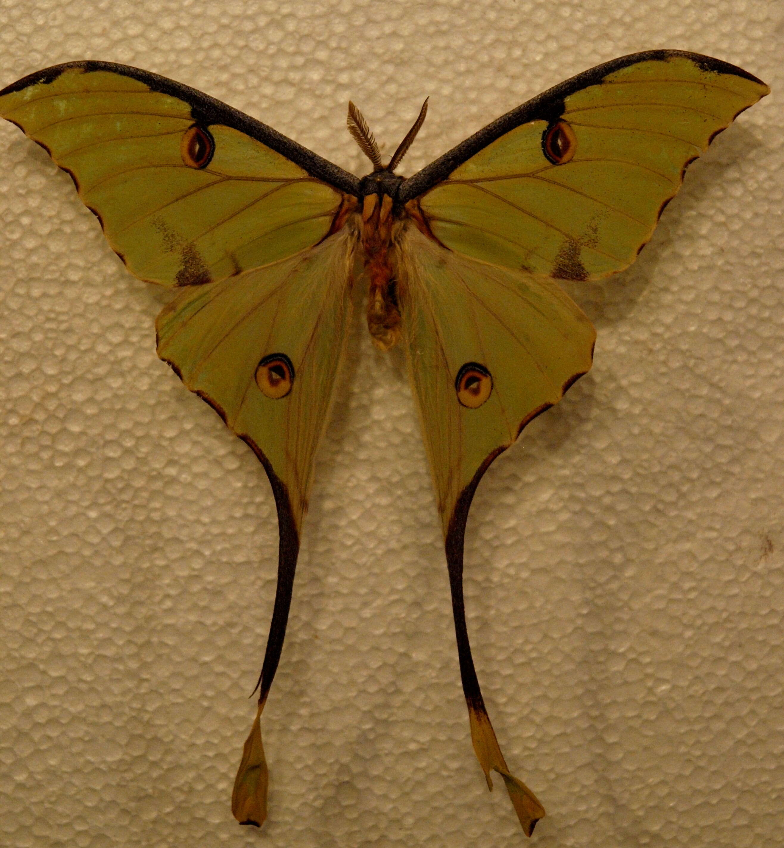 Image of African Luna moth