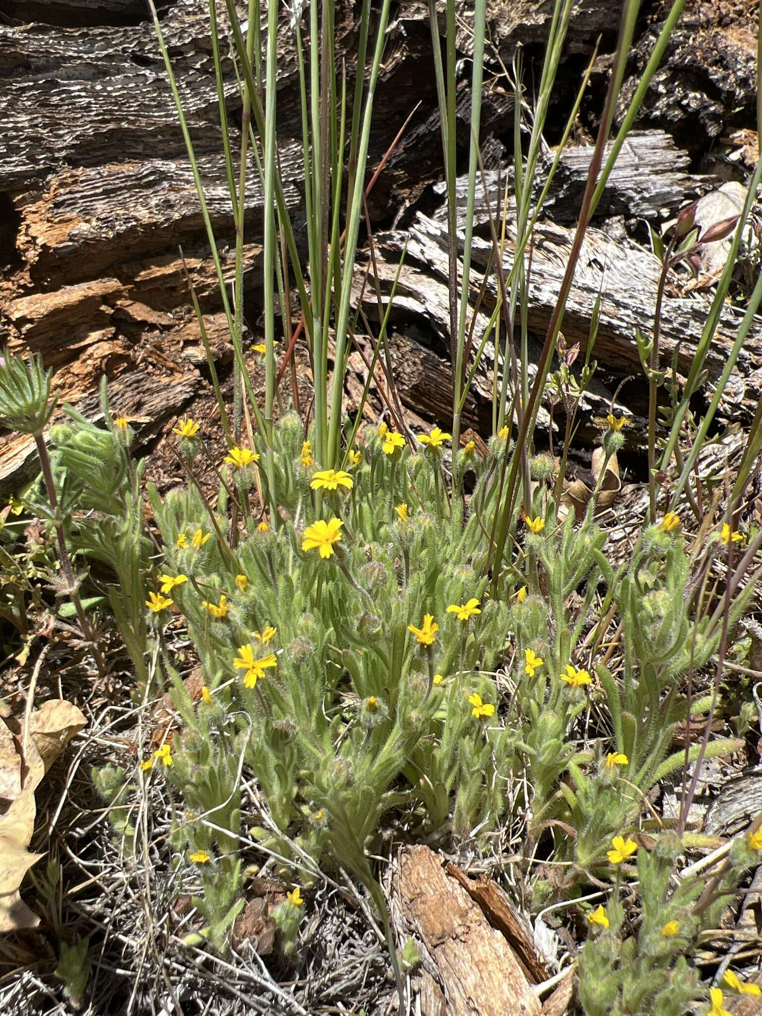 Image of Yosemite tarweed