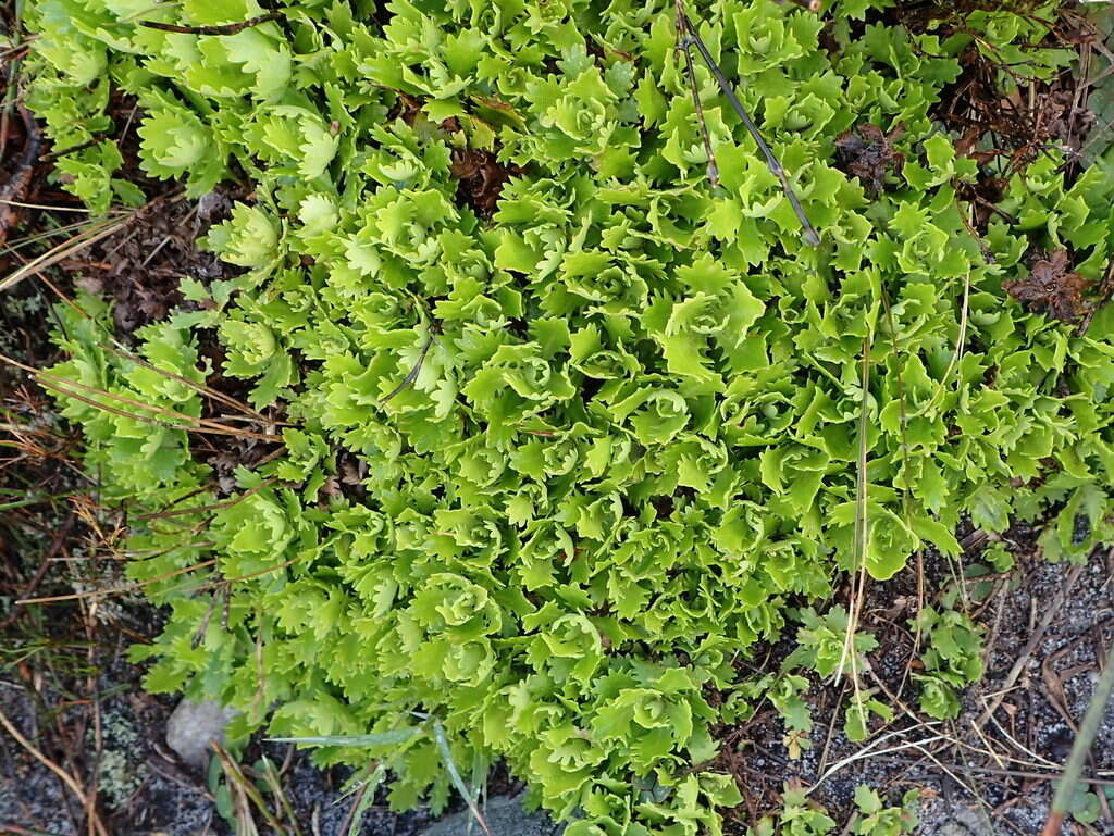 Image of Osmitopsis dentata (Thunb.) Bremer