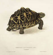 Image of Typical Tortoises