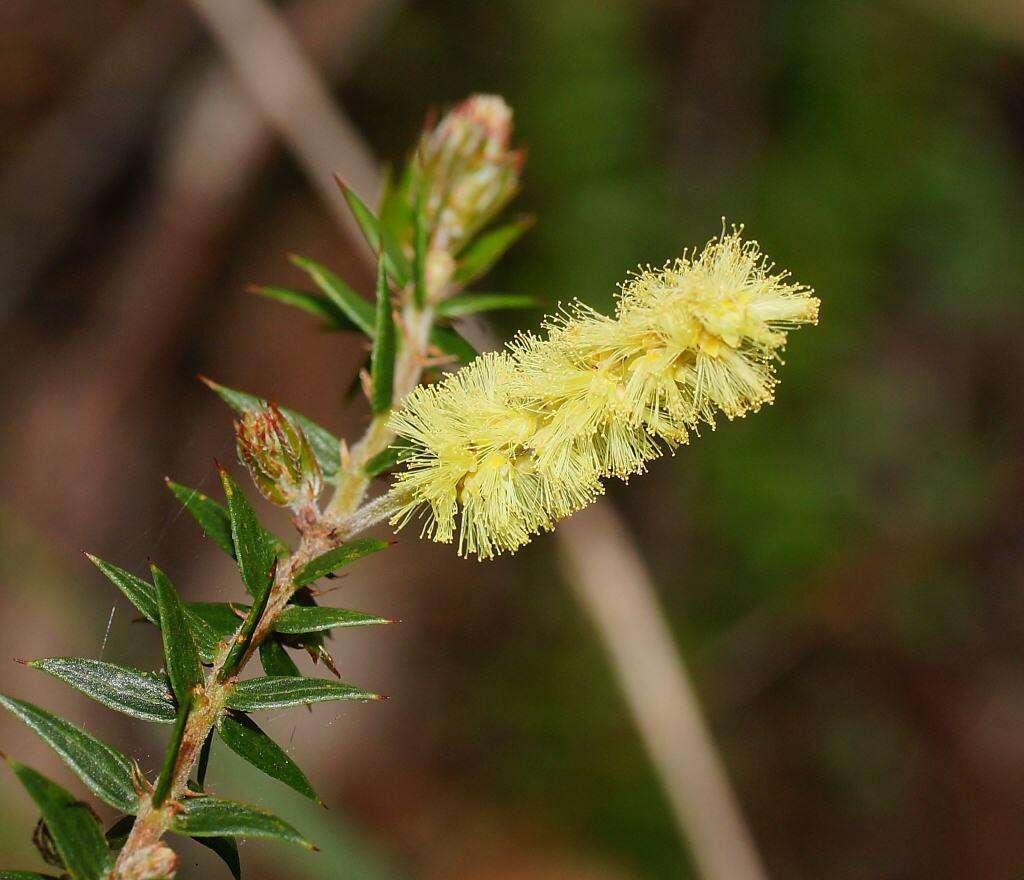 Acacia oxycedrus Sieber ex DC.的圖片