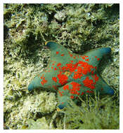 Image of Blue bat star