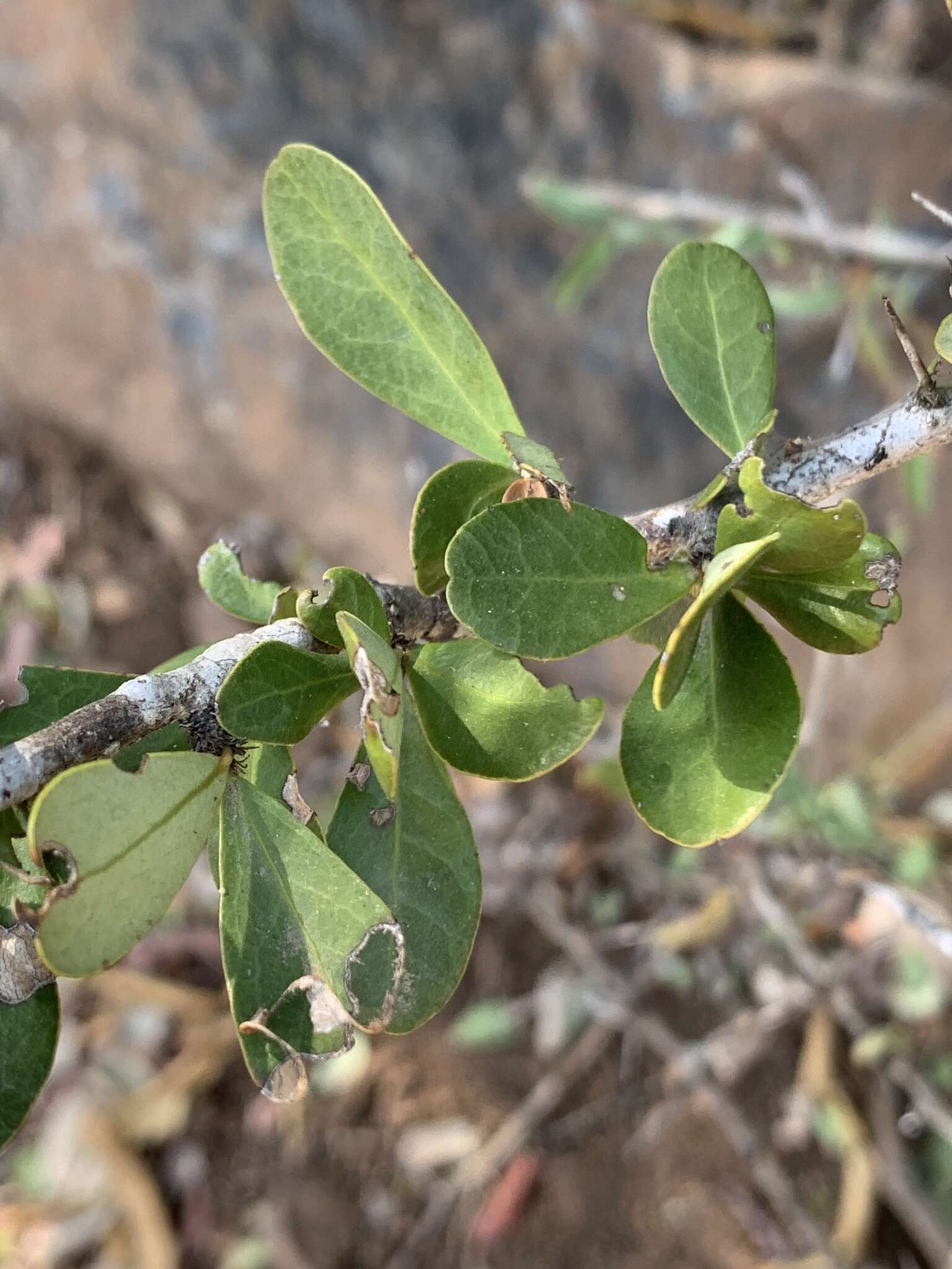 Image of Gymnosporia maranguensis (Loes.) Loes.