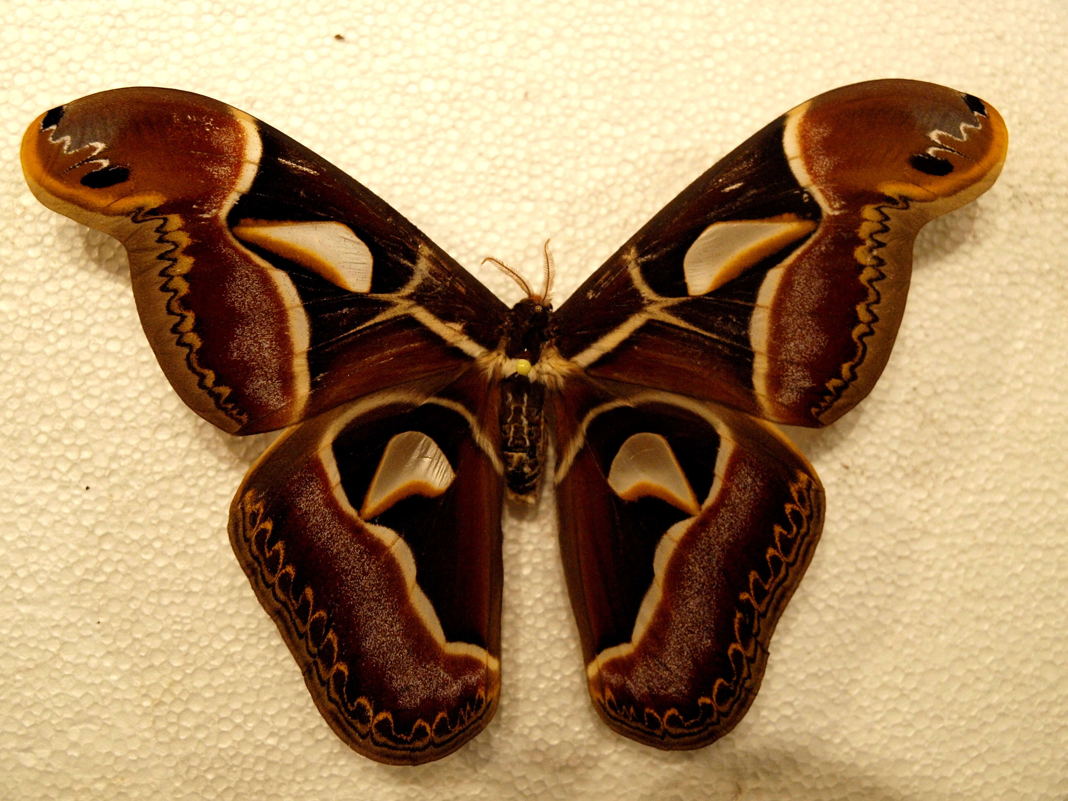 Image of Archaeoattacus edwardsii White 1859