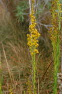 Image of Solidago maya Semple