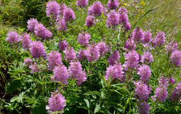 Image of bristlystem checkerbloom