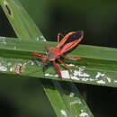 Image de Scipinia arenacea Distant 1903