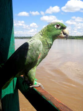 Image de Amazone poudrée