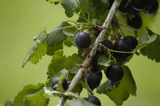 Image of Ribes × nidigrolaria