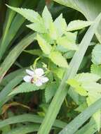 Plancia ëd Rubus rosifolius Smith