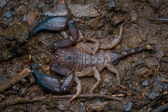 Image of Liocheles neocaledonicus