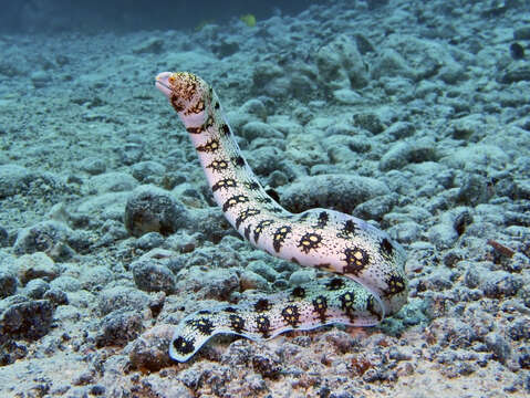 Image of Snowflake moray