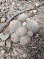 Image of Epithelantha greggii (Engelm.) Orcutt