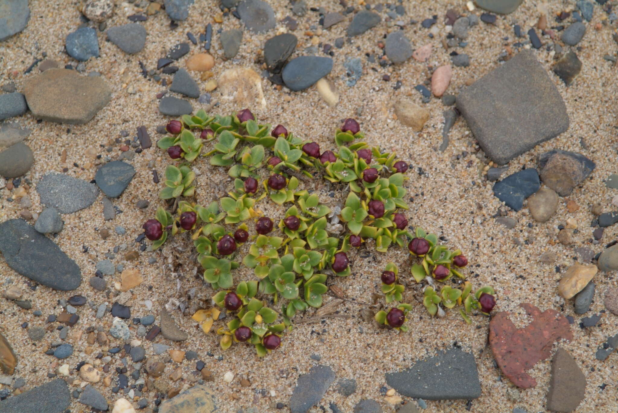 Image of seaside sandplant