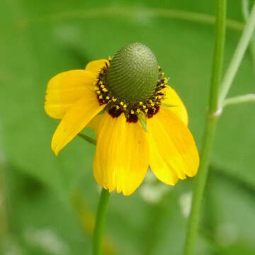 Image of Clasping-Coneflower