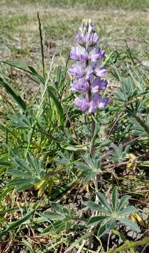 Image of broadleaf lupine