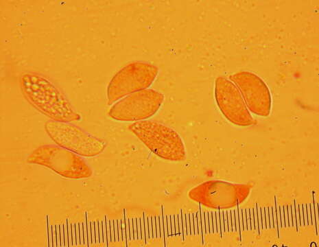 Image of Tremellodendropsidales