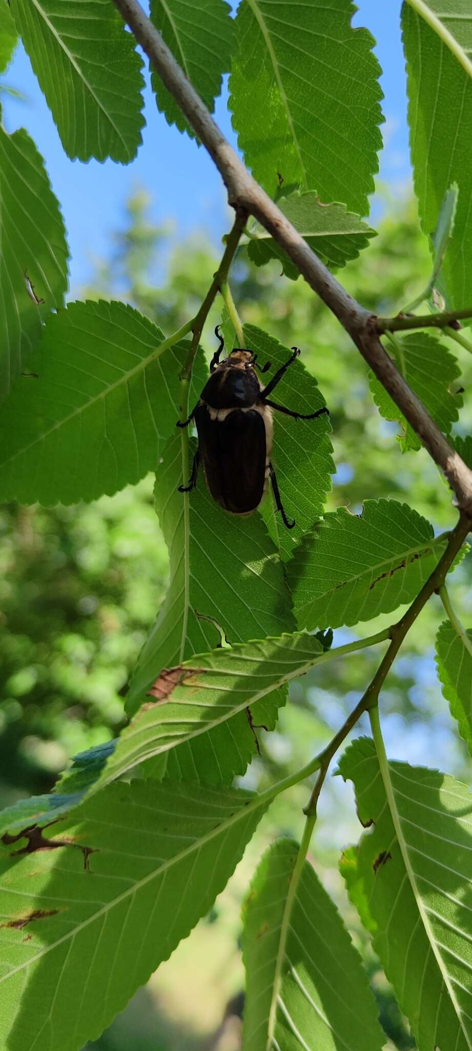 Sivun Anoxia scutellaris Mulsant 1842 kuva