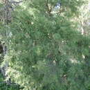 صورة Melaleuca nodosa (Gaertn.) Sm.