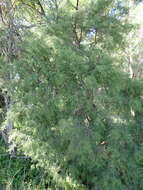 Image of Melaleuca nodosa (Gaertn.) Sm.