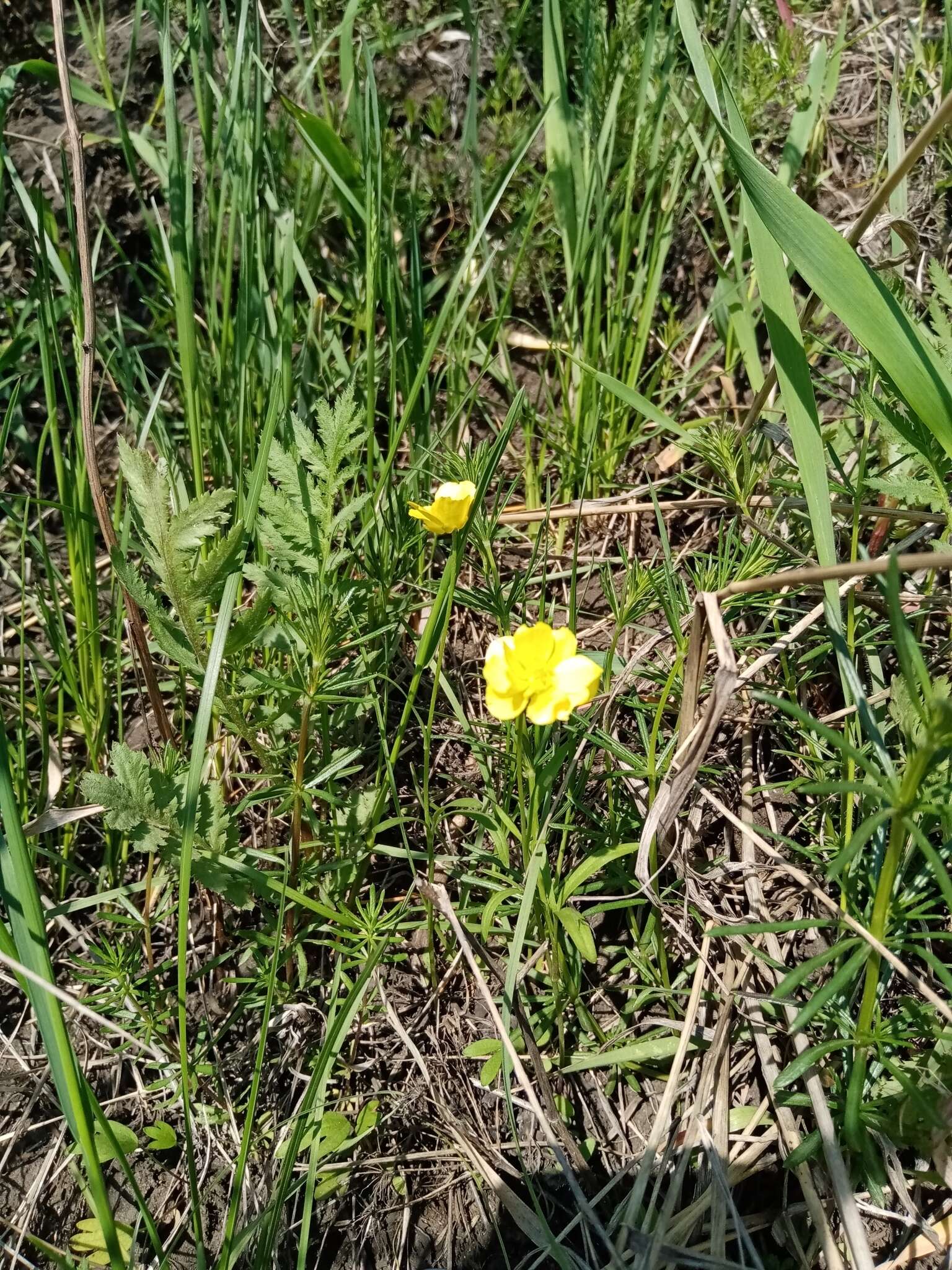 صورة Ranunculus pedatus Waldst. & Kit.