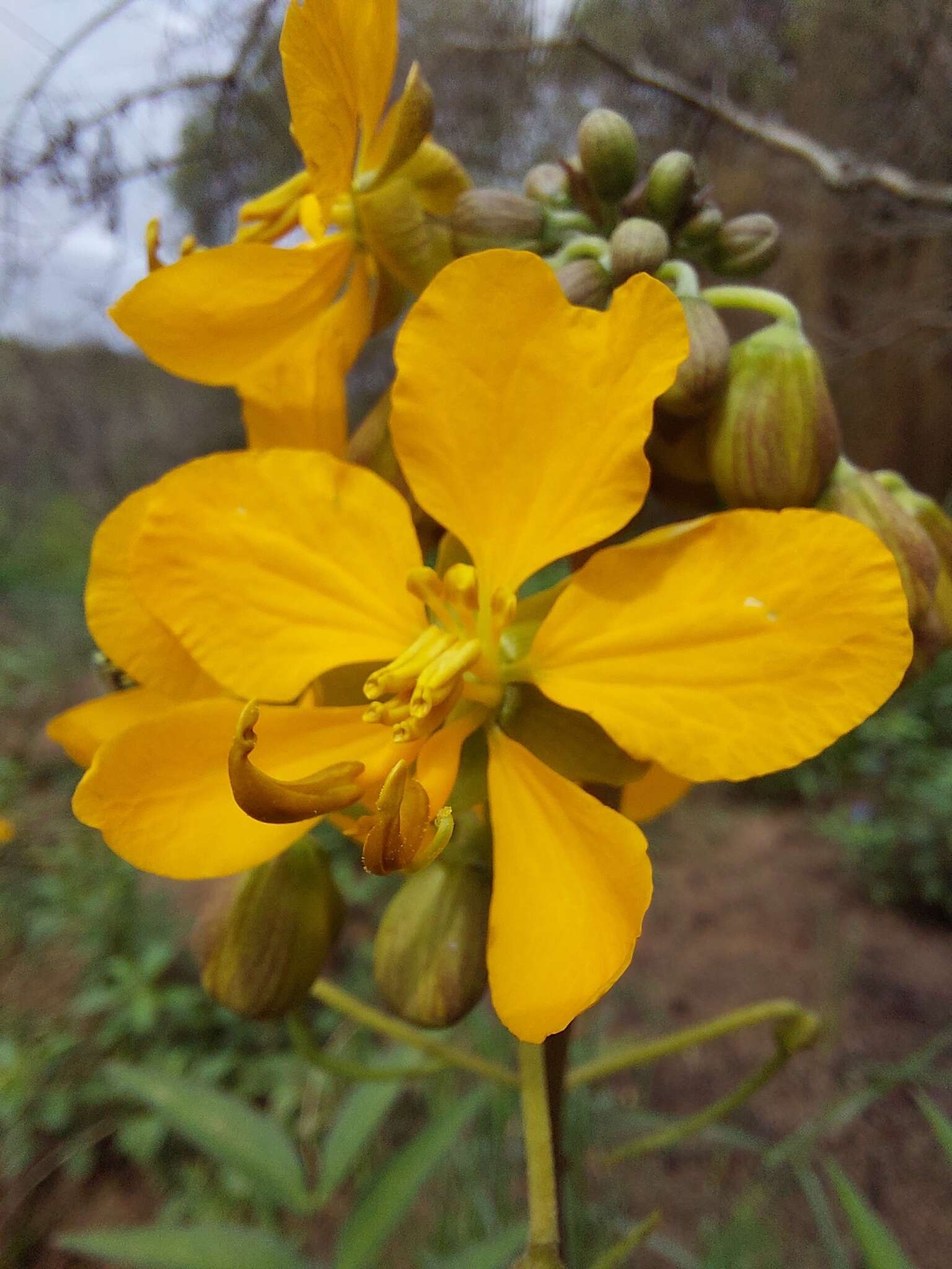 Senna scabriuscula (Vogel) H. S. Irwin & Barneby resmi