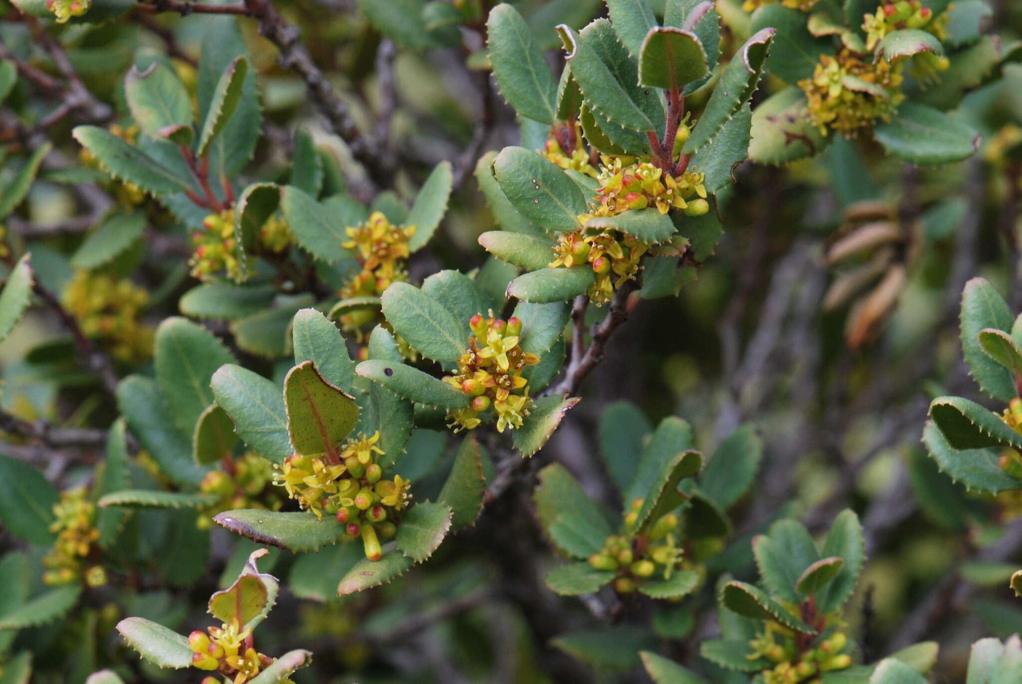 Rhamnus ludovici-salvatoris Chodat的圖片