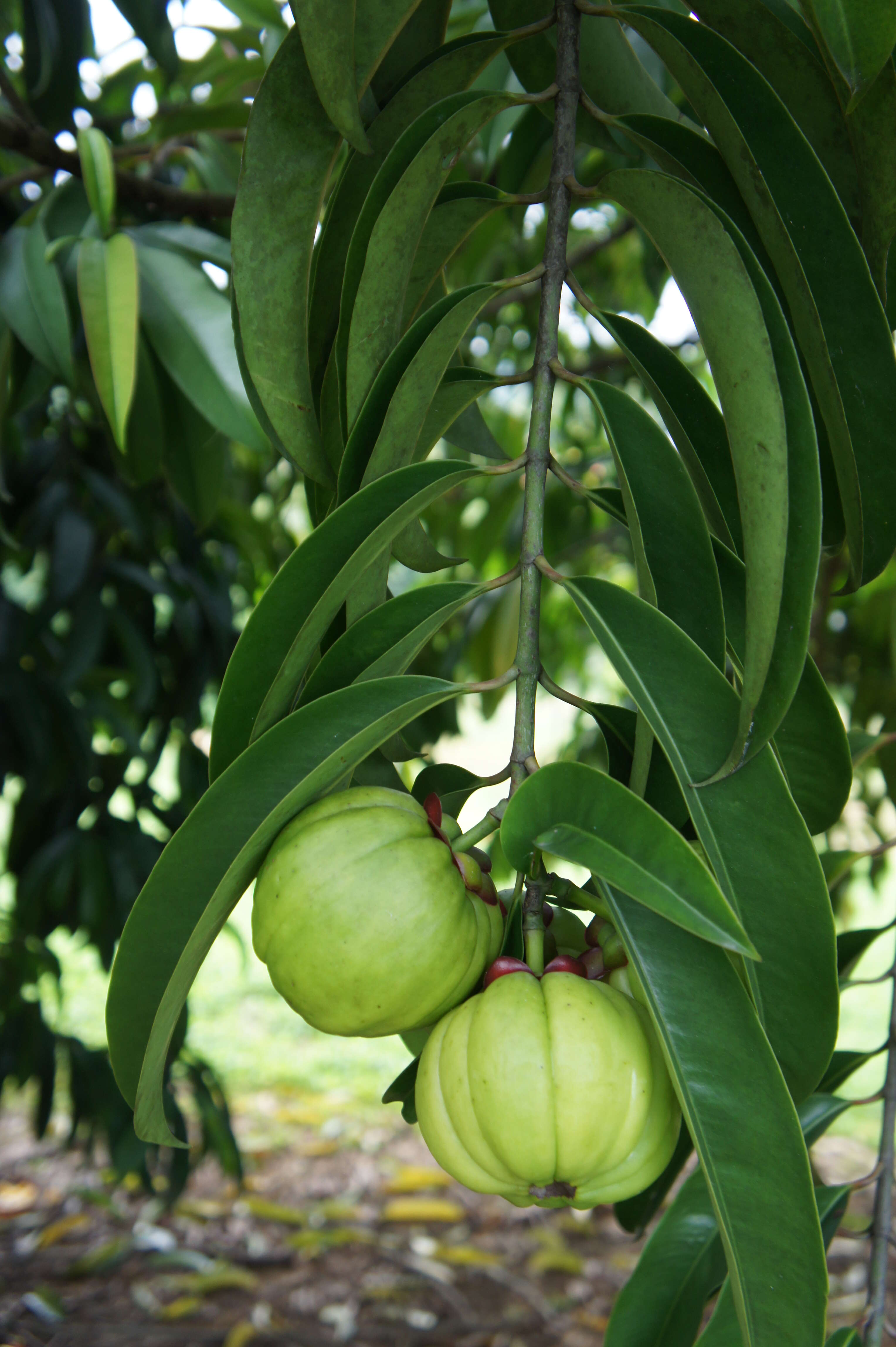 Image of Garcinia atroviridis Griff. ex T. Anders.