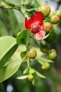 Image of Garcinia atroviridis Griff. ex T. Anders.