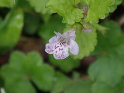 Image of Glechoma grandis (A. Gray) Kuprian.