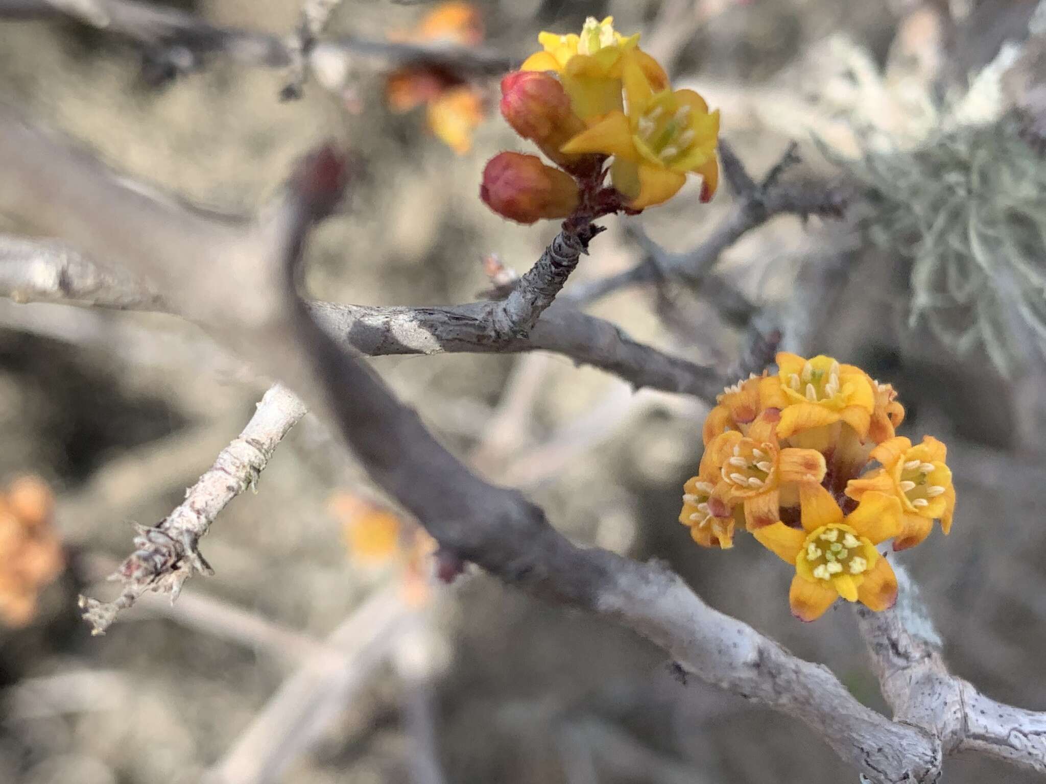 Image of Ribes tortuosum Benth.