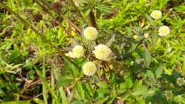 Image of false ironwort