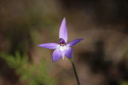 Imagem de Caladenia major (R. Br.) Rchb. fil.