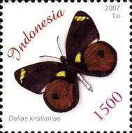 Image of Delias kristianiae