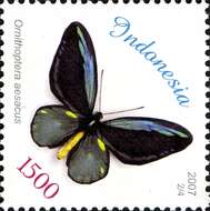 Слика од Ornithoptera aesacus (Ney 1903)