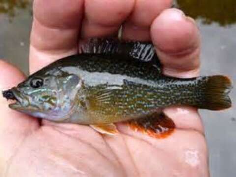 Image of Green Sunfish