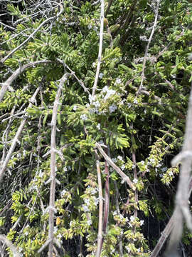 Image of Micromeria hyssopifolia Webb & Berthel.