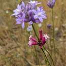 Imagem de Dichelostemma venustum (Greene) Hoover