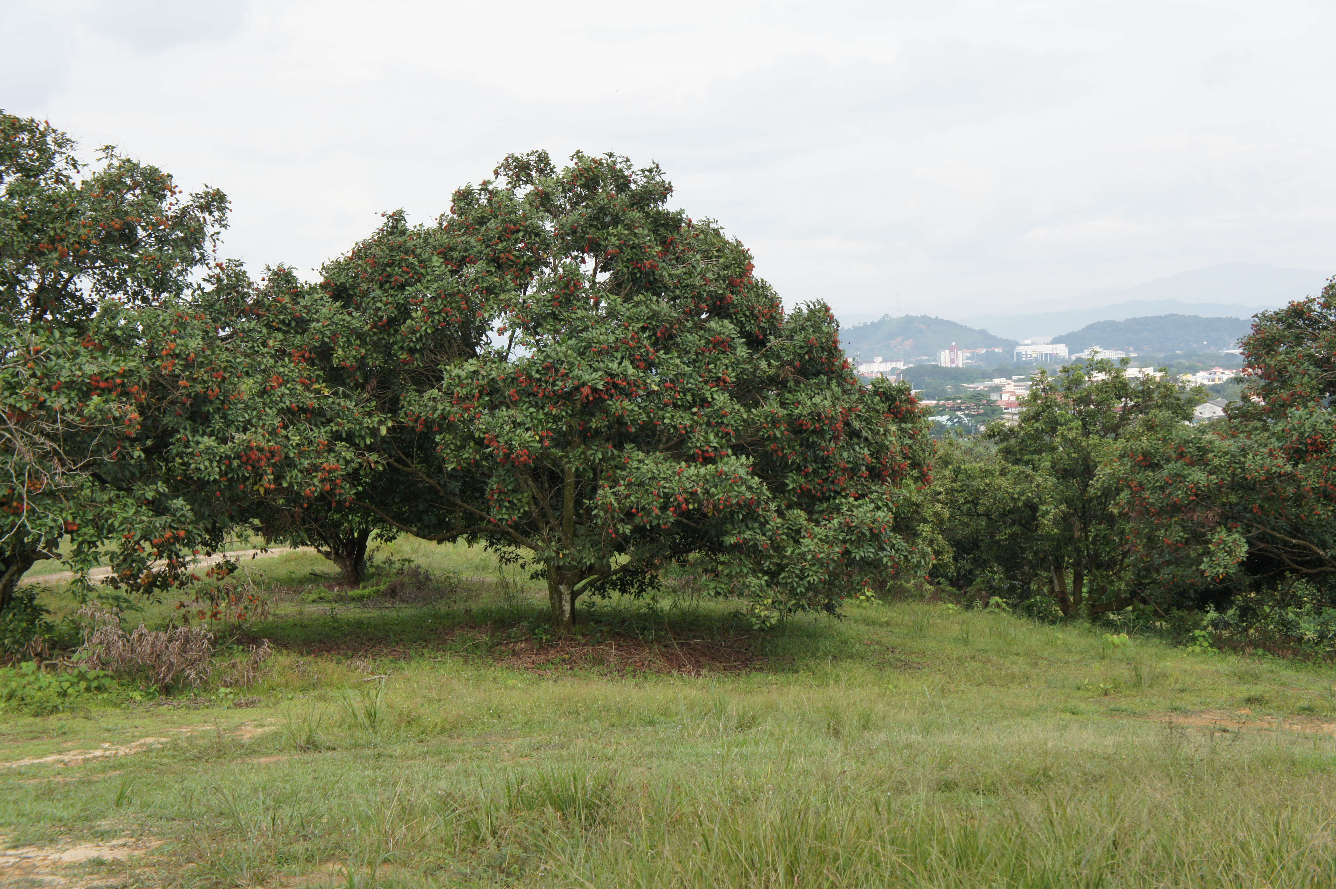 Image of rambutan