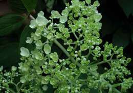 Image of panicled hydrangea