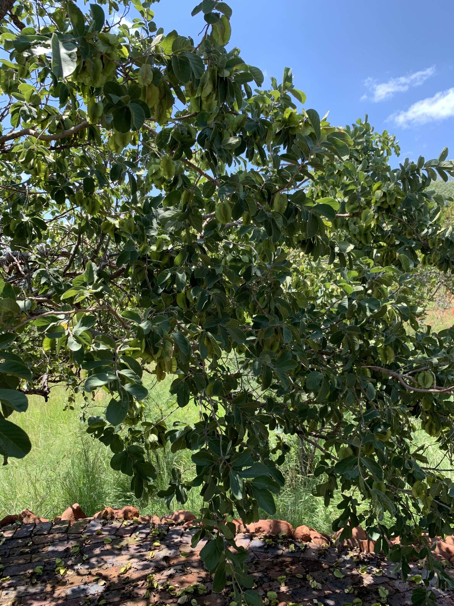 Image of Large-fruited bushwillow