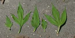 Image of great ragweed